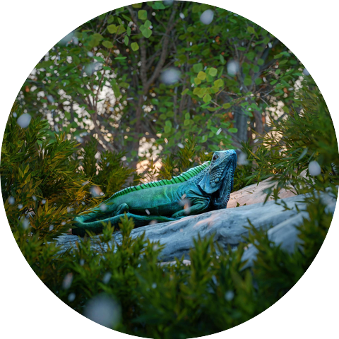 Kiddi Cheez and SweetBoy