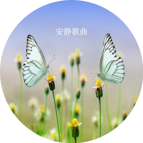 韩琴