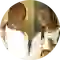 Ludacris (thumbnail)