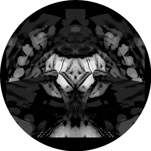 hypnno