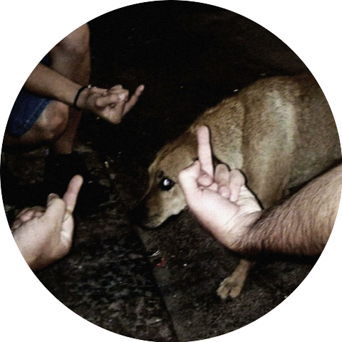 fish eat cat