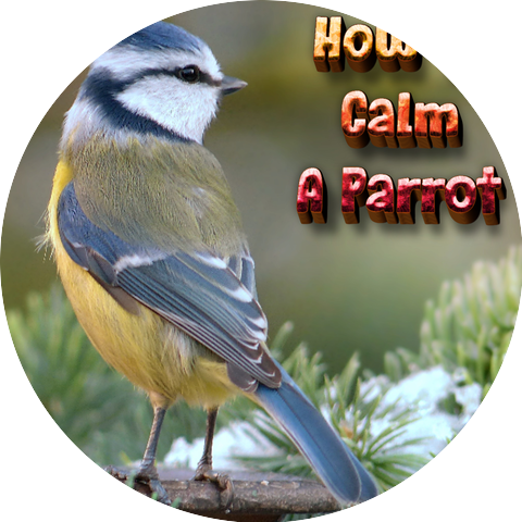 How To Calm A Parrot & Music Thats Helped Millions Of Pets & Music To Help Birds Sleep