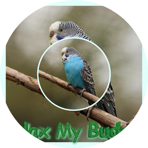 Calm Your Bird And Help Them Sleep & Relax My Budgie & Music To Stop Birds Squawking