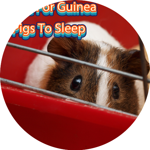 Stress & Anxiety Relief Music For Guinea Pigs & How To Calm My Guinea Pig & Music For Guinea Pigs To Sleep