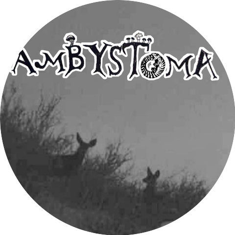 Ambystoma303