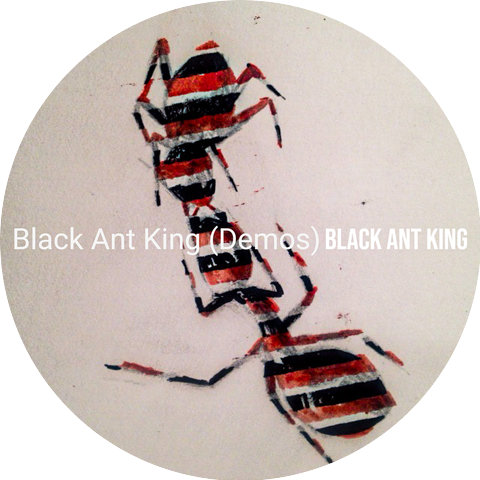 black ant king