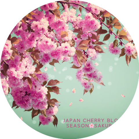 Sakura Season さくら & Four Season Meditation
