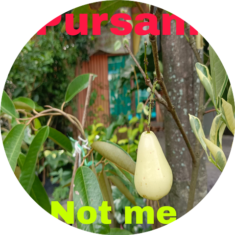 Pursam