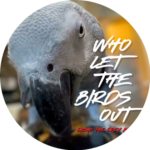 Gizmo the Grey Bird