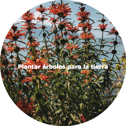 Miami Restaurant Music