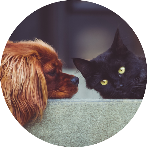 Kittens Music