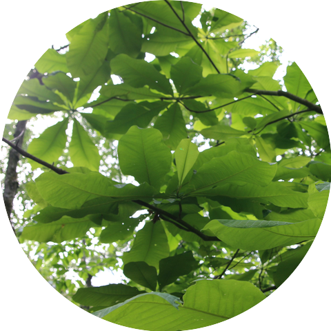 Mana Leaf
