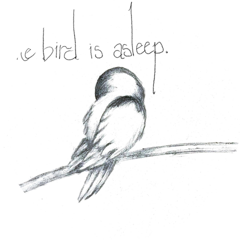 the Bird is Asleep