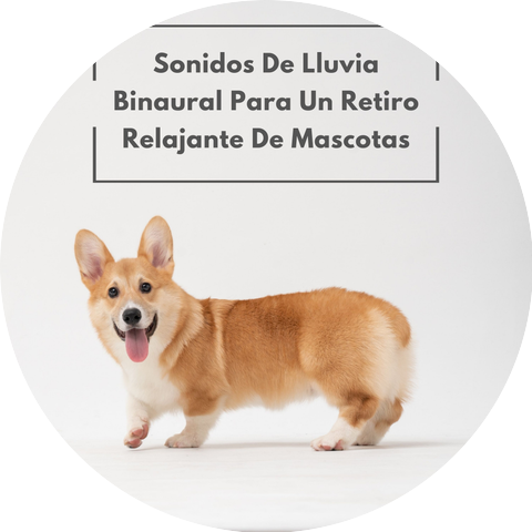 Jukebox de música de gato