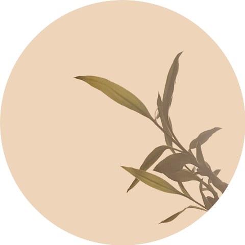 May Lily