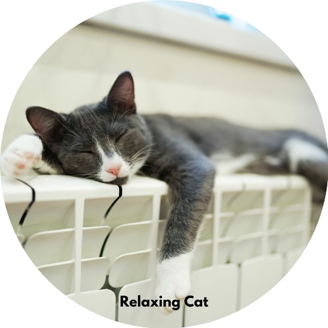 Relaxing Cat Music Therapy