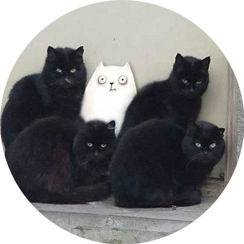 Black Cats Society