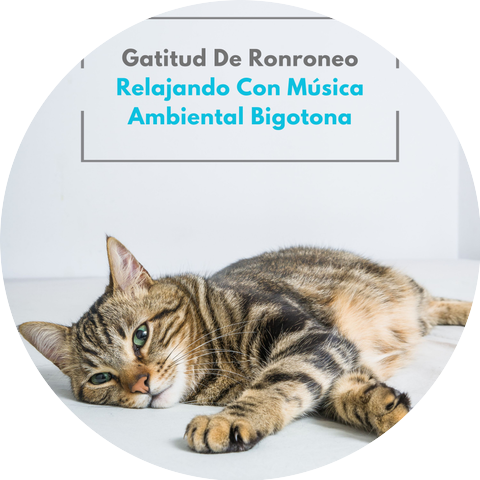Gato Total Relax