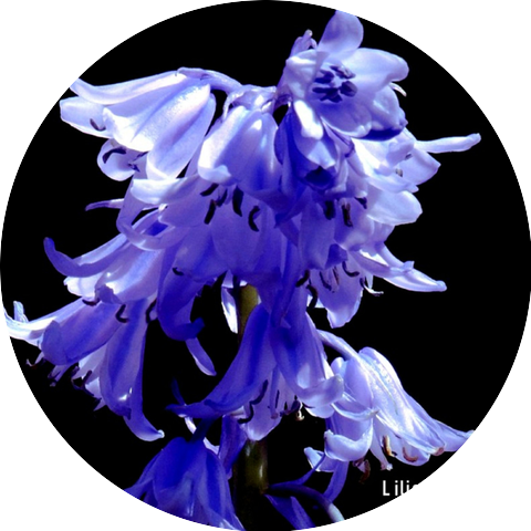 Lilies Forever