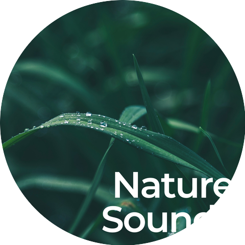 Rainforest Nature Sounds