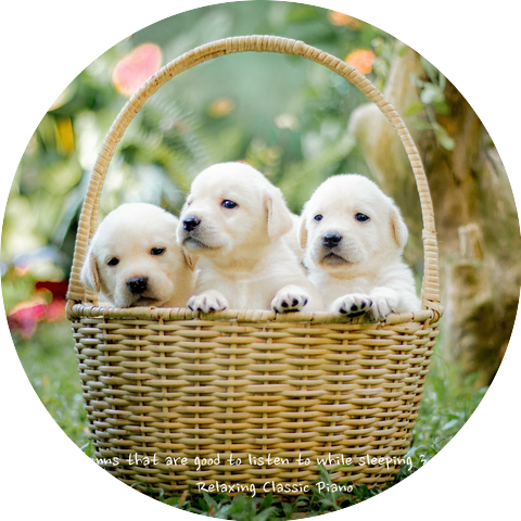 Relaxing Classic Piano