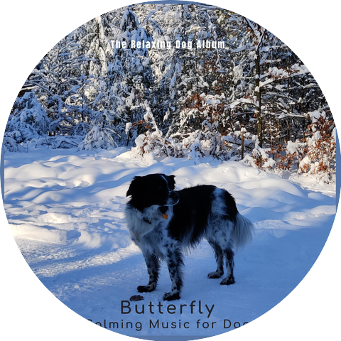 Butterfly Calming Music for Dogs with Calming Music for Dogs