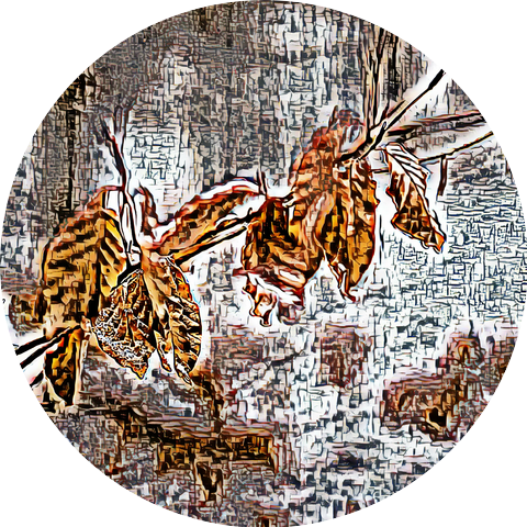 Larval Bedard