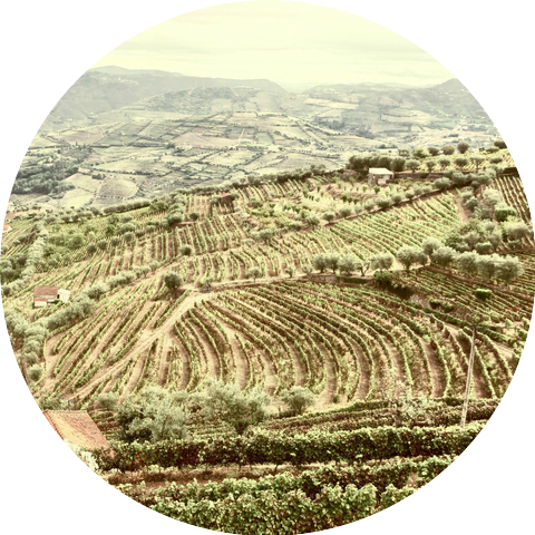 Qinqin