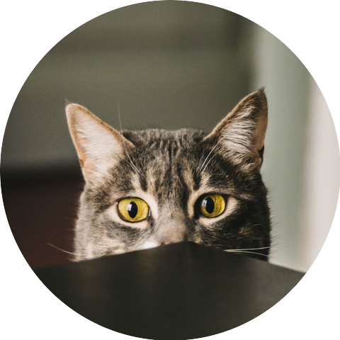Calming Music for Cat