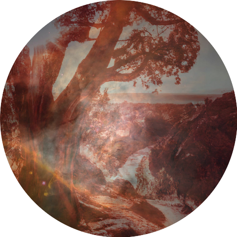 Juniper Pines