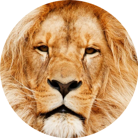 Christopher J Montana