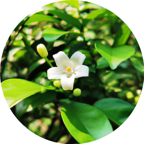 Trinidad Mummey