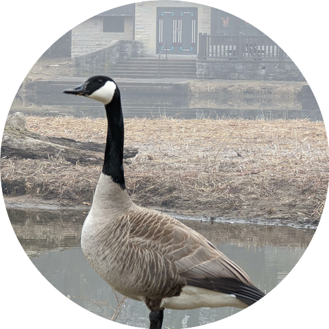 Lucid Goose