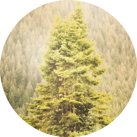 Forest Mountain Lion