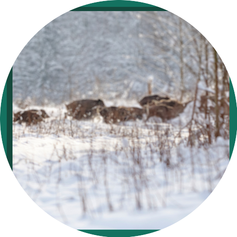 Christmas Songs Hummed and Hawed - Acapella