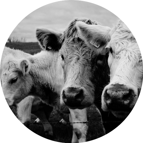 Martin Dalferes Trio