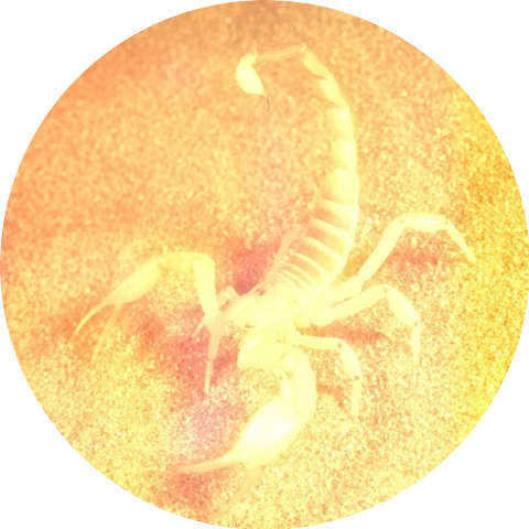 El rey de los cielos