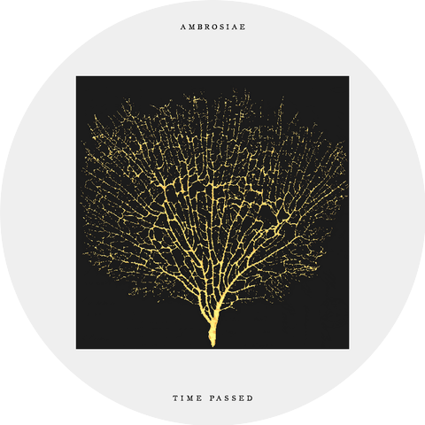 Ambrosiae