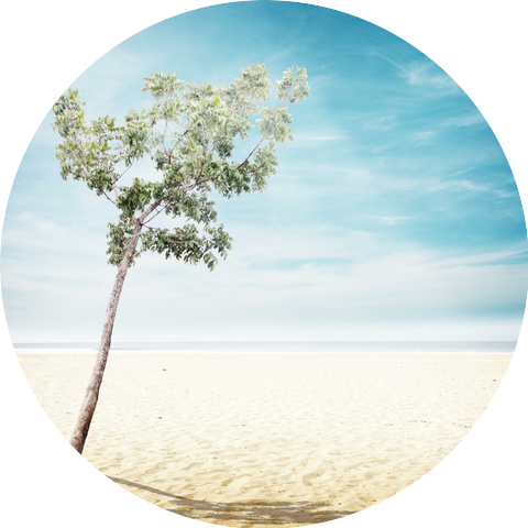 The Incredible Capybara