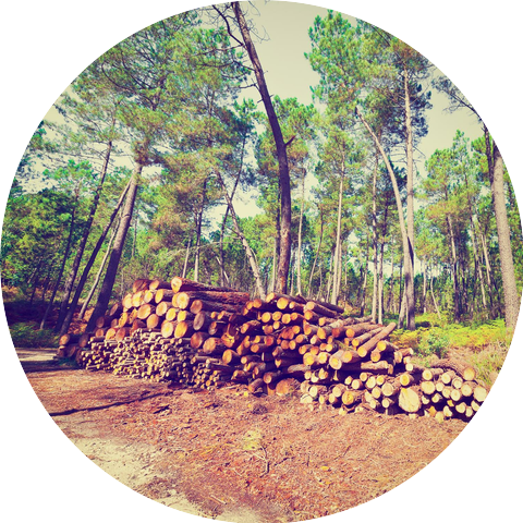 The Chillwind Forests
