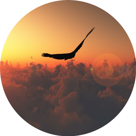Most-Mallard
