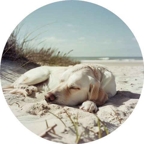 Música para cachorros dormidos