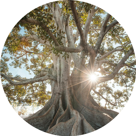 Rooted Vibrations