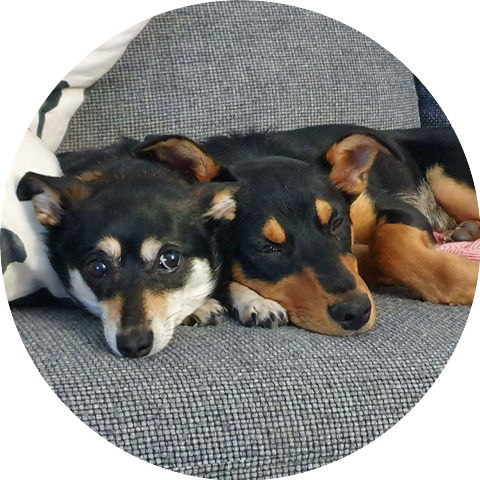 Dale and the Dingoes