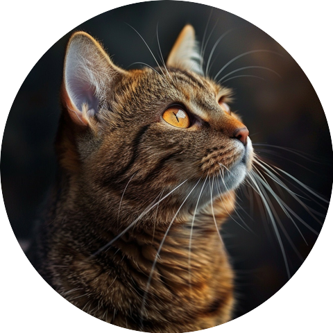 Soothing Cats