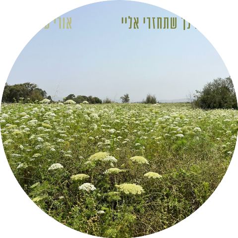 אורי עמיר