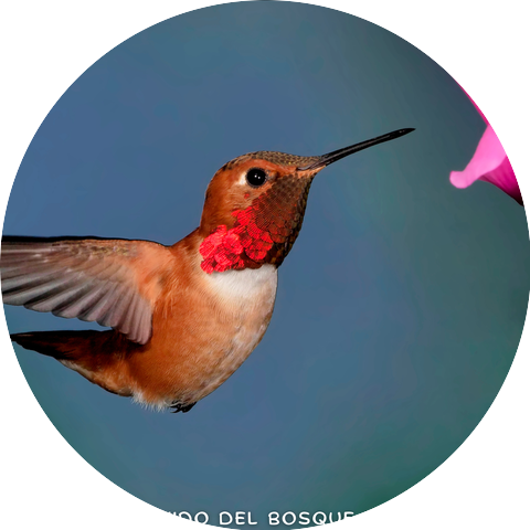 Natural Nature Ambience & Sonido Del Bosque y Naturaleza & Sonidos