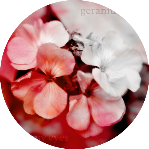Geranium Red