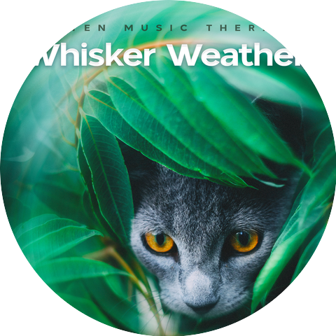 Kitten Music Therapy