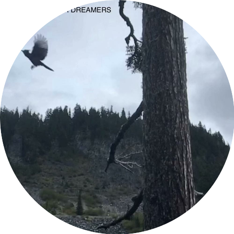 Field Guide for Dreamers